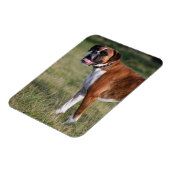 ボクサー犬が立つ マグネット (左側)