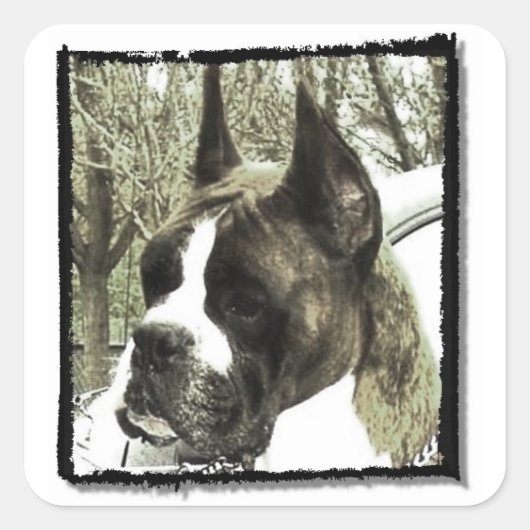 ボクサー犬のステッカー スクエアシール (正面)