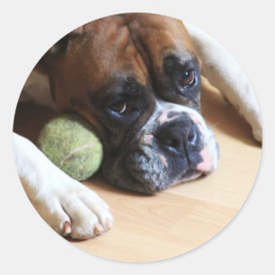 ボクサー犬のステッカー ラウンドシール