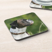 ボクサー犬のプロフィール コースター (左側)