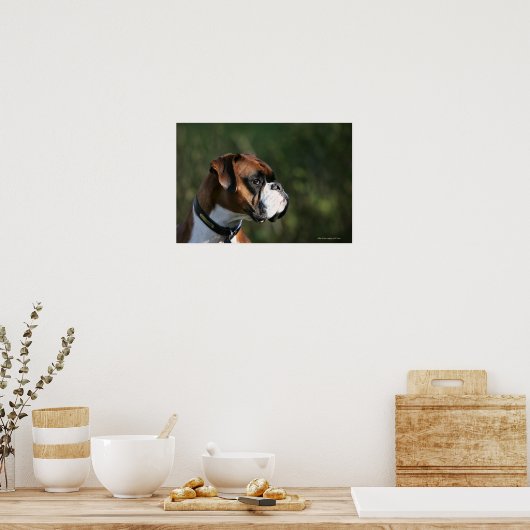 ボクサー犬の側面プロファイル ポスター (キッチン)