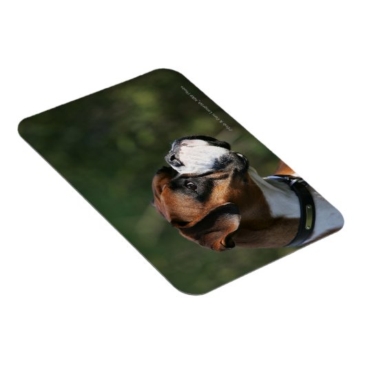 ボクサー犬の側面プロファイル マグネット (右側)