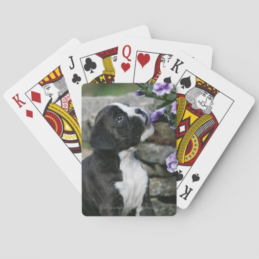 ボクサー犬の喘ぐこと トランプ (裏面)