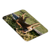 ボクサー犬の子犬が立っている マグネット (右側)