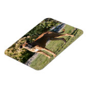 ボクサー犬の子犬が立っている マグネット (左側)