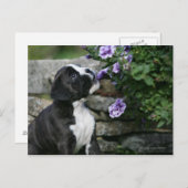 ボクサー犬の息を切らす ポストカード (正面/裏面)