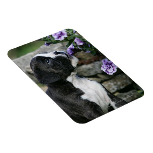 ボクサー犬の息を切らす マグネット (右側)