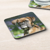 ボクサー犬のHeadshot コースター (左側)