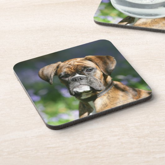 ボクサー犬のHeadshot コースター (左側)