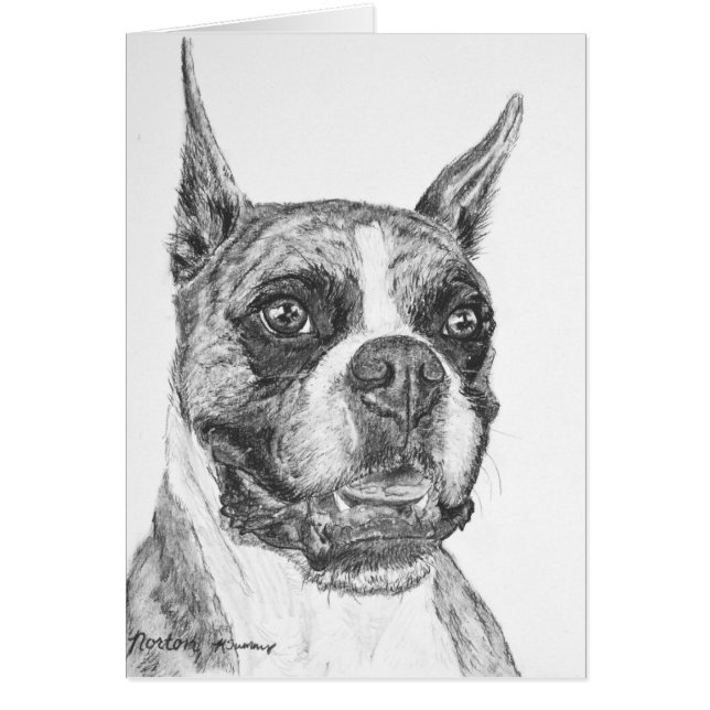 ボクサー犬 (正面)