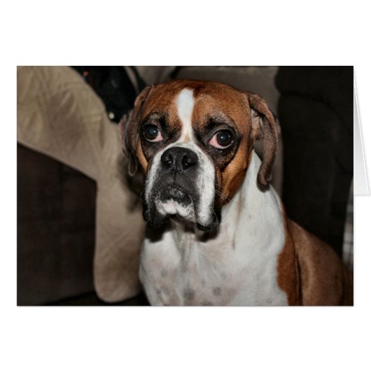 ボクサー (正面横)