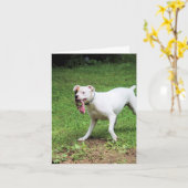 ボクサー カード (黄色い花)