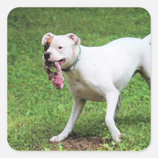 ボクサー スクエアシール (正面)