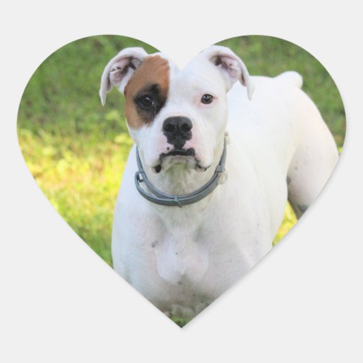 ボクサー ハートシール (正面)