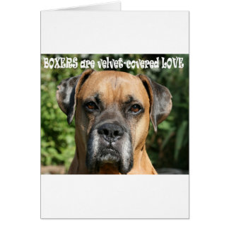 ボクサー：ビロードで覆われた愛