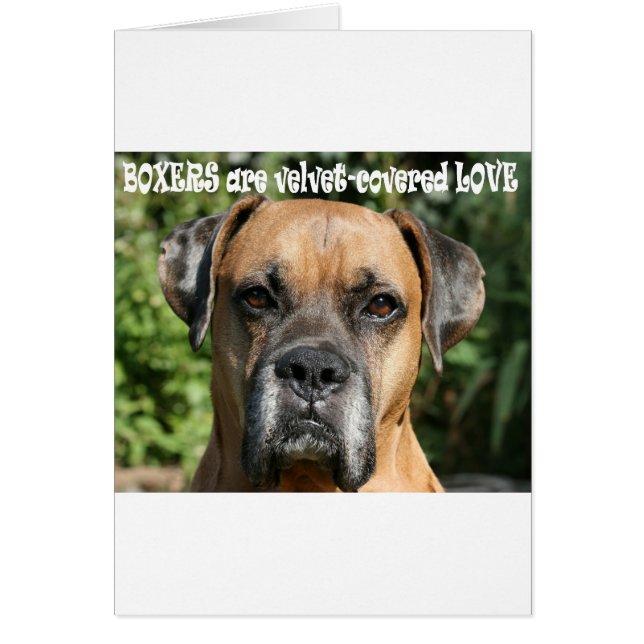 ボクサー：ビロードで覆われた愛 (正面)