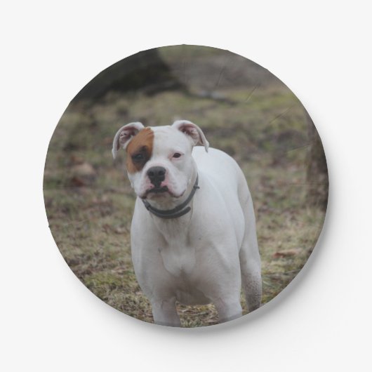 ボクサー ペーパープレート (正面)