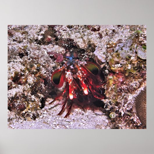 ボクサー ポスター (正面)