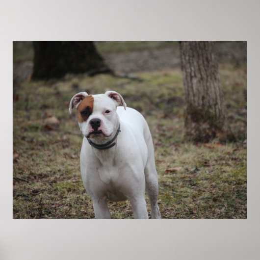 ボクサー ポスター (正面)