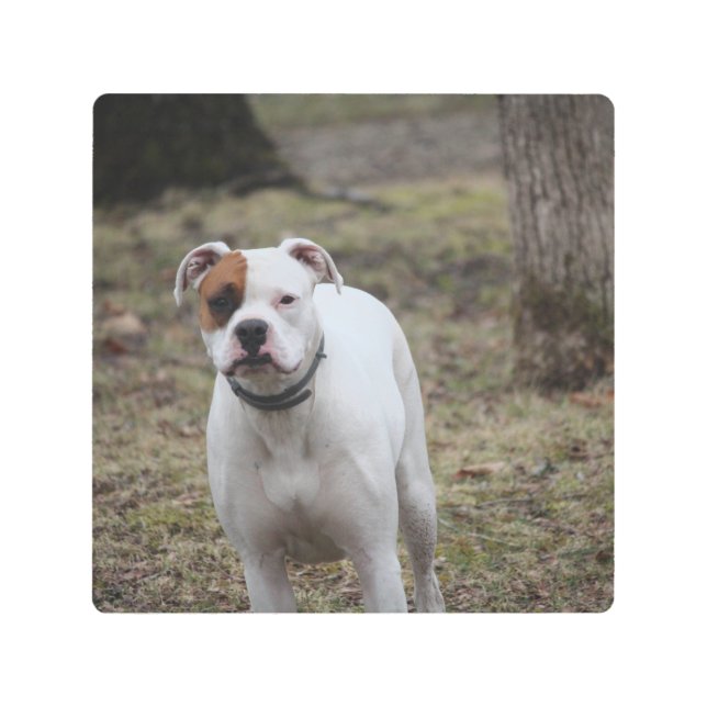 ボクサー メタルプリント (正面)