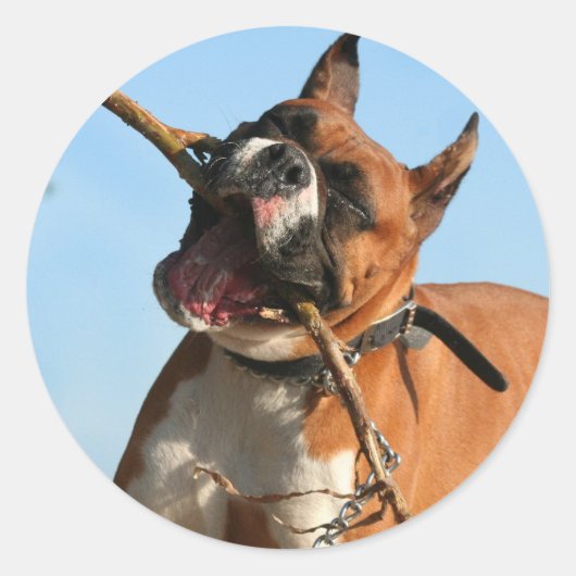 ボクサー ラウンドシール (正面)