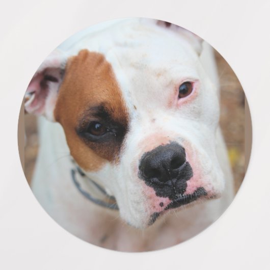 ボクサー ラベル (デザイン2)