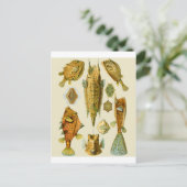 ボクフィッシュまたはカウフィッシュ ポストカード (スタンド正面)