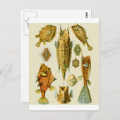 ボクフィッシュまたはカウフィッシュ ポストカード (正面/裏面)