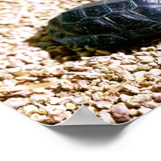 ボグカメ ポスター (角)