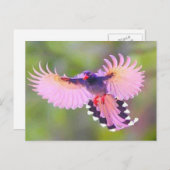 ボゲル ポストカード (正面/裏面)