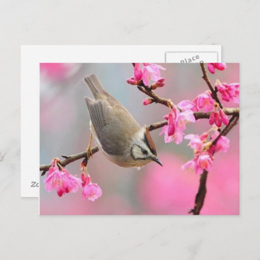 ボゲル ポストカード (正面/裏面)