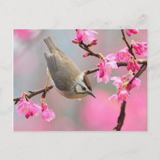 ボゲル ポストカード