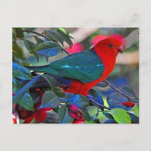 ボゲル ポストカード (正面)