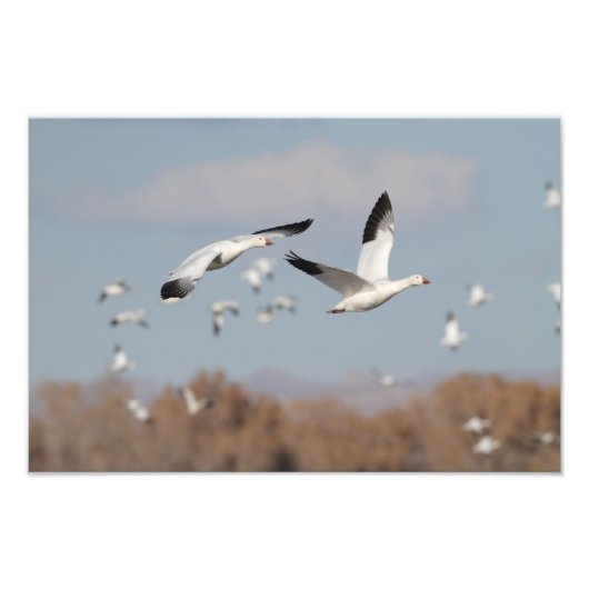 ボスクの空に咲く フォトプリント            (正面)