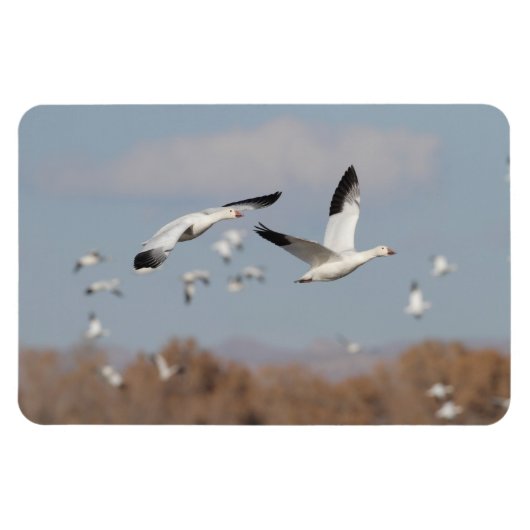 ボスクの空に咲く マグネット (横)