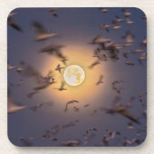 ボスク・デル・アパッチ国立野生生物保護区 コースター (正面)