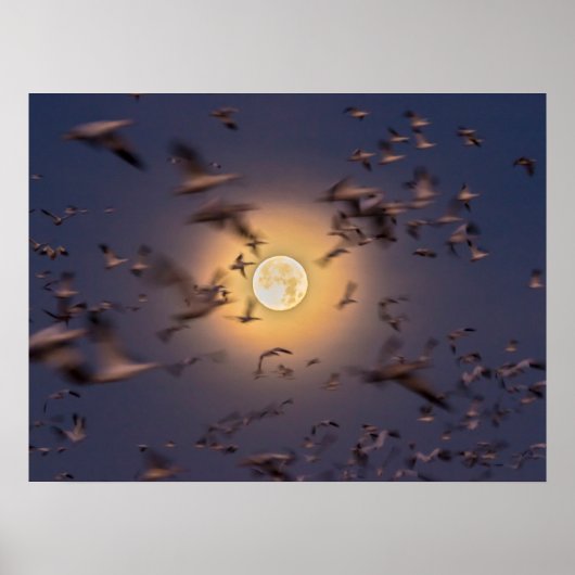 ボスク・デル・アパッチ国立野生生物保護区 ポスター (正面)