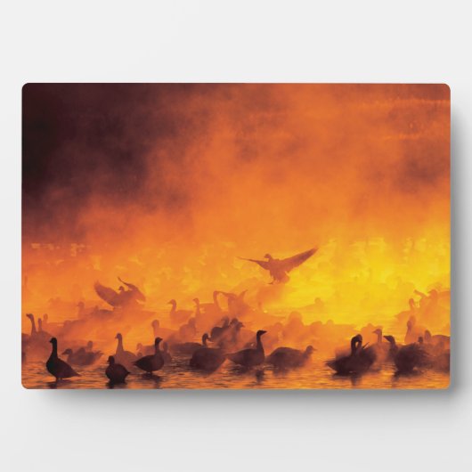 ボスク・デル・アパッチ国立野生生物保護区(NM) フォトプラーク (正面)