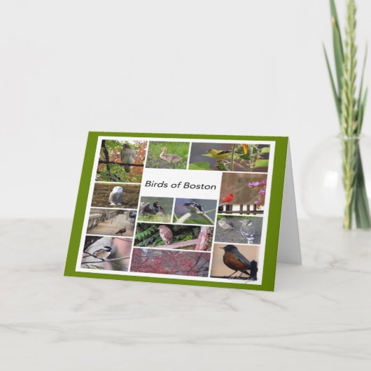 ボストンの鳥フォトコラージュ カード (正面)