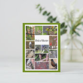 ボストンの鳥フォトコラージュ ポストカード (スタンド正面)