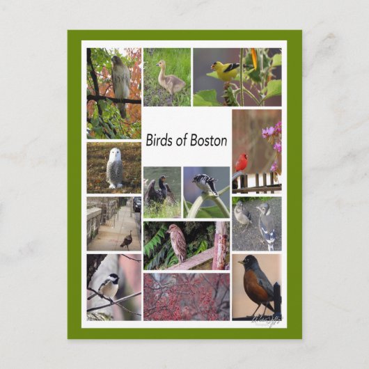 ボストンの鳥フォトコラージュ ポストカード (正面)