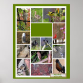 ボストンの鳥 ポスター (正面)