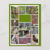 ボストンの鳥 ポストカード (正面)