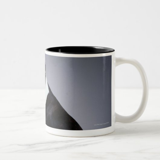 ボストンよくはしゃぐなテリア ツートーンマグカップ (右)