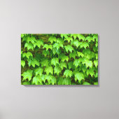 ボストンアイビー キャンバスプリント (正面)