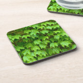 ボストンアイビー コースター (左側)