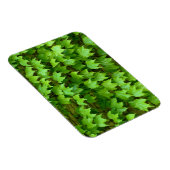 ボストンアイビー マグネット (右側)