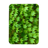 ボストンアイビー マグネット (縦)