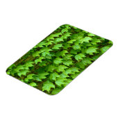 ボストンアイビー マグネット (左側)