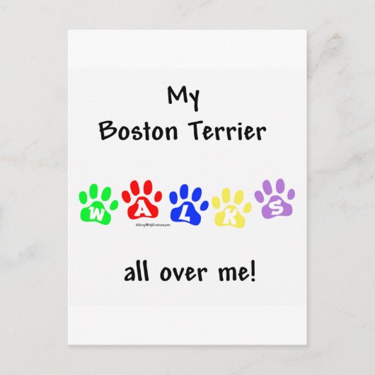 ボストンテリアが私の周りを歩き回る ポストカード (正面)